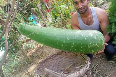 20 किलो तक की एक लौकी, बीज बंगाल का