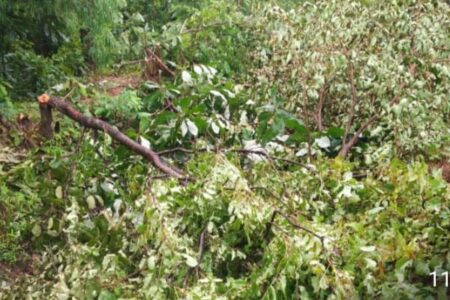 जंगल काट कर कब्जा, सांकरा के घने जंगल पर खतरा!